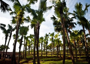 Phú Thọ đề xuất tự bỏ tiền trồng cây Cọ trên cao tốc Nội Bài – Lào Cai