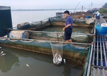 Hơn 40 tấn cá ở Phú Thọ chết trắng sau khi thủy điện Hòa Bình mở cửa xả lũ