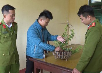 Công an Phú Thọ bắt nhóm đối tượng dán keo 502 để “hô biến” phong lan thường thành đột biến lừa cả tỷ đồng
