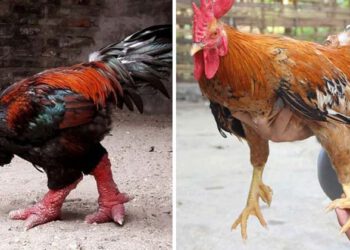 Đọ “sắc” 2 giống gà quý hiếm được săn lùng ngày Tết bất chấp giá “trên trời”