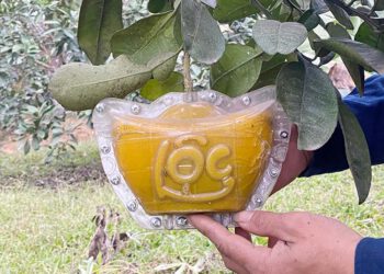 Độc đáo nghề “nặn” bưởi “Phúc – Lộc – Thọ” chơi Tết ở Phú Thọ