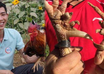 Nuôi loại gà 9 cựa đặc sản tiến vua, 8x Phú Thọ thu về nửa tỷ đồng mỗi năm