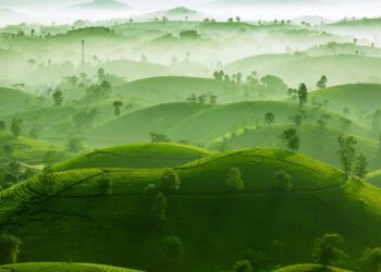 Ảnh đồi chè Long Cốc đoạt giải bạc quốc tế