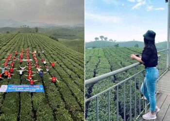 Phú Thọ: Đồi chè Mỹ Thuận - Nơi cất giữ bình yên