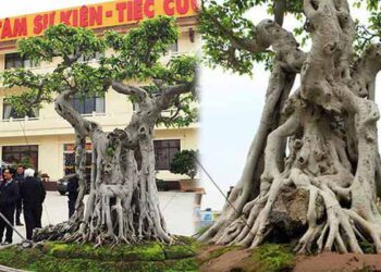 Khu vườn với cây cảnh được đổi bằng 6 lô biệt thự của đại gia Phú Thọ