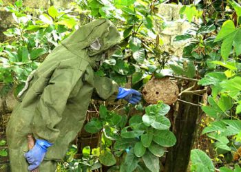 Phát lộ tổ ong vò vẽ khổng lồ ở Phú Thọ