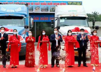 Xuất khẩu 36 vạn quả bưởi Đoan Hùng đầu tiên sang Liên bang Nga