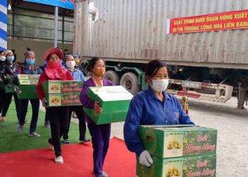 Xuất khẩu 36 vạn quả bưởi Đoan Hùng đầu tiên sang Liên bang Nga