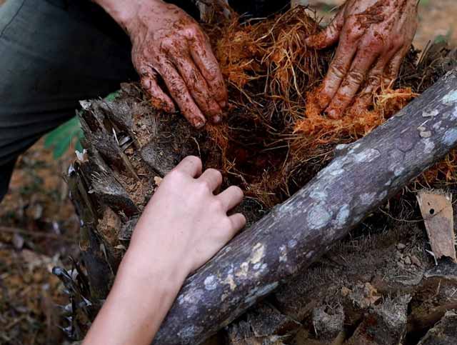 Loài côn trùng béo mũm mĩm trong thân cây cọ, hóa ra là đặc sản hiếm, giá nửa triệu đồng/kg