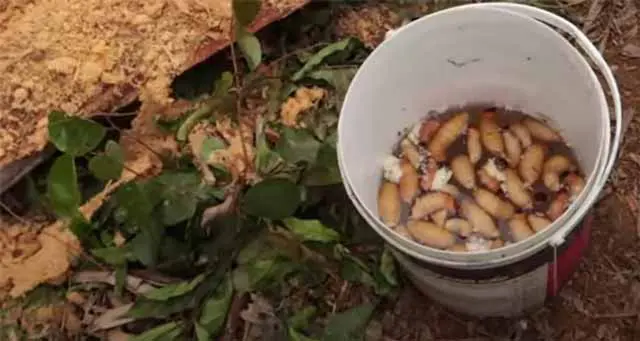 Loài côn trùng béo mũm mĩm trong thân cây cọ, hóa ra là đặc sản hiếm, giá nửa triệu đồng/kg