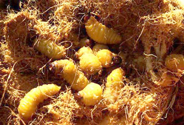 Loài côn trùng béo mũm mĩm trong thân cây cọ, hóa ra là đặc sản hiếm, giá nửa triệu đồng/kg