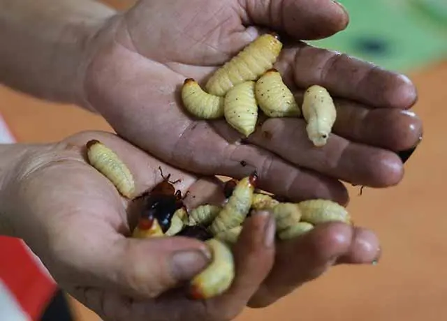 Loài côn trùng béo mũm mĩm trong thân cây cọ, hóa ra là đặc sản hiếm, giá nửa triệu đồng/kg