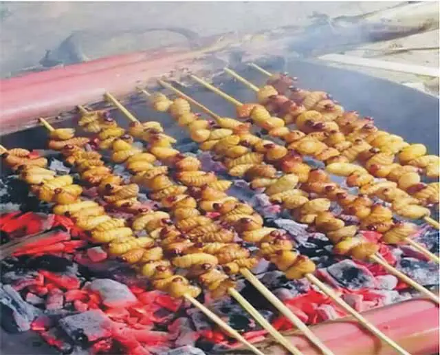 Loài côn trùng béo mũm mĩm trong thân cây cọ, hóa ra là đặc sản hiếm, giá nửa triệu đồng/kg
