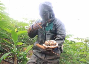 9x Phú Thọ thu về hàng chục triệu đồng nhờ nghề lạ