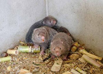 Nghề nuôi Dúi ở Phú Thọ