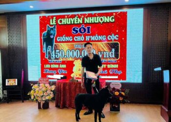 Thiếu gia Phú Thọ chi gần nửa tỉ mua chó H'Mông cộc?