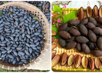 Quả Trám bắt đầu vào mùa, không những ngon miệng mà còn là vị thuốc quý